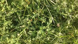 Greg Judy's Stockpiled Fescue Pasture with Red and White Clover is Great for Cattle