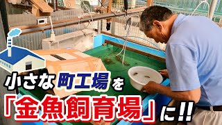 【らんちゅう】約20年前に町工場を「らんちゅう飼育場」に自らの手で1から改築した、しまもんの叔父さん‼︎今年も無事に「新仔」が誕生しました。果たして今年の魚の出来は！？