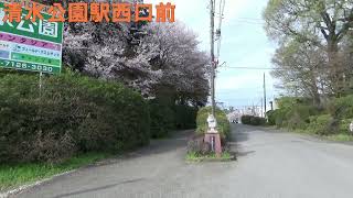 【桜ウォッチング】（千葉県野田市）★2023.3.27★清水公園駅西口～桜並木～野田市総合公園