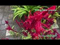 പൂച്ചവാലൻ പൂക്കളും കോഴിവാലൻ പൂക്കളും acalypha_hispida acalypha_chamaedrifolia celosia_argentea