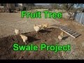 Micro swale to water my fruit trees - desert permaculture