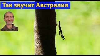 Звуки. Австралийская природа. (видео 222)