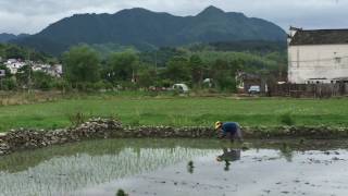 Rice Farming Hongcun Village