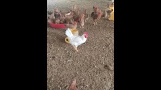 Broiler detection by using YOLO3
