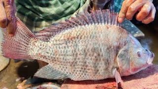 Giant Tilapia Fish Cutting Live In Bangladesh || Amazing Fish Cutting Skills