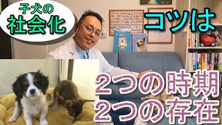 子犬の２つの社会化について学ぶ＆レッスン講座