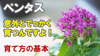 ペンタスの育て方　株選びでかなり変わります！でっかく育てよう！