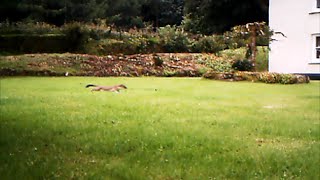 Stoat - early morning run!