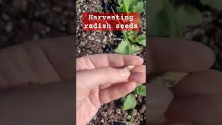 How to harvest radish seeds from dried pods to sew #shorts #garden #homegrown