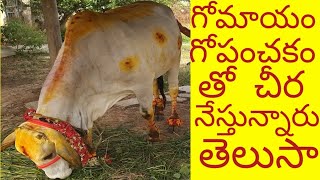 గోమాయం(ఆవు పేడ),గోపంచకం మరి కోన్ని విషయాలు