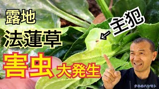 ほうれん草の害虫被害【播種・生育・収穫・農薬・周期】タネのハシモト