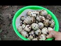 harvest quail eggs in aviary mini 58 umbaran quail farming