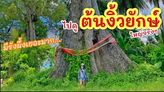 ต้นงิ้วยักษ์ที่สุด ณ. เชียงคำ ►Fishing lifestyle Ep.679