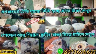 মগব়াহাটে টেডি পায়ব়া বিক্রি হচ্ছে কতো টাকা দেখুন গোল্ডেন শিয়ালকুটির বাচ্চা নিতে চাইলে ভিডিও দেখুন