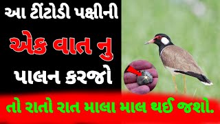 રાતો‌ રાત માલા માલ થઈ જશો આ ટીટોડીની રોચક વાત જાણીને || ટીટોડીનો વાયરલ વિડીયો || ગુજરતી વાર્તા