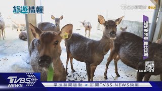 北台灣踏青! 桃園「餵鹿.馬.羊駝」 住露營車｜TVBS新聞@TVBSNEWS01