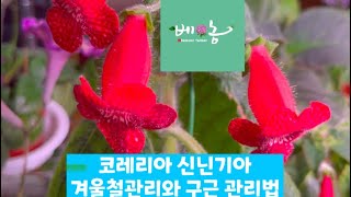 12월 14일#겨울잠 자는 식물#