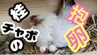 Re-embracing chicken eggs! (incubation)