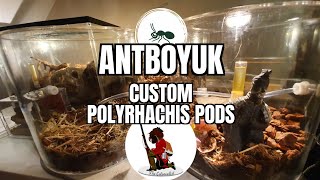 Polyrhachis Dives get a new home! From AntBoyUK! Review \u0026 Set up!