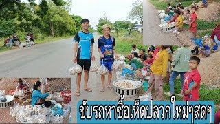 วิถีชีวิตการขายเห็ดปลวกใหม่ๆสดๆตามริมทาง/ວິຖີຊີວິດການຂາຍເຫັດປວກໃໝ່ໆສົດໆຕາມແຄມທາງ