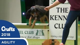 Rescue Dog Agility | Crufts 2018