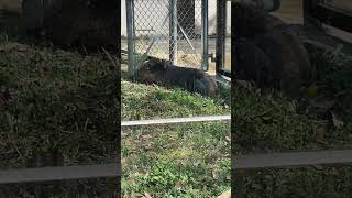 今日はこっちの庭で過ごしますと体現するフクくん（笑） #五月山動物園 #癒し動画 #wombat #ウォンバット #フクくん #庭散歩 #マル庭　#居座り