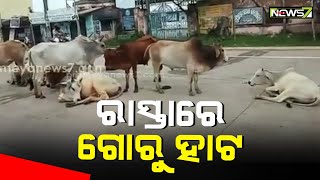 ଭଦ୍ରକ-ଚାନ୍ଦବାଲି ମୁଖ୍ୟ ରାସ୍ତାରେ ଗୋରୁଙ୍କ ପ୍ରାଦୁର୍ଭାବ, ରାତିରେ ବୁଲା ଗୋରୁ ଏକଜୁଟ ହେଉଛନ୍ତି; ଘଟୁଛି ଦୁର୍ଘଟଣା