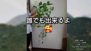 ポトス株分け🌱面倒くさがりな人でも大丈夫👍️テキトー観葉植物ライフ🍀