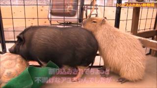 カピバラ （トリアスふれあい動物園篇）乱入＆割り込み