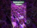 lechugas hidropónicas led hydroponic greenhouse with led lighting lettuce 🥬🇨🇱🫶🙂