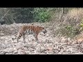 finally tiger spotted in kisli route via khatia gate morning jungle safari forest tour