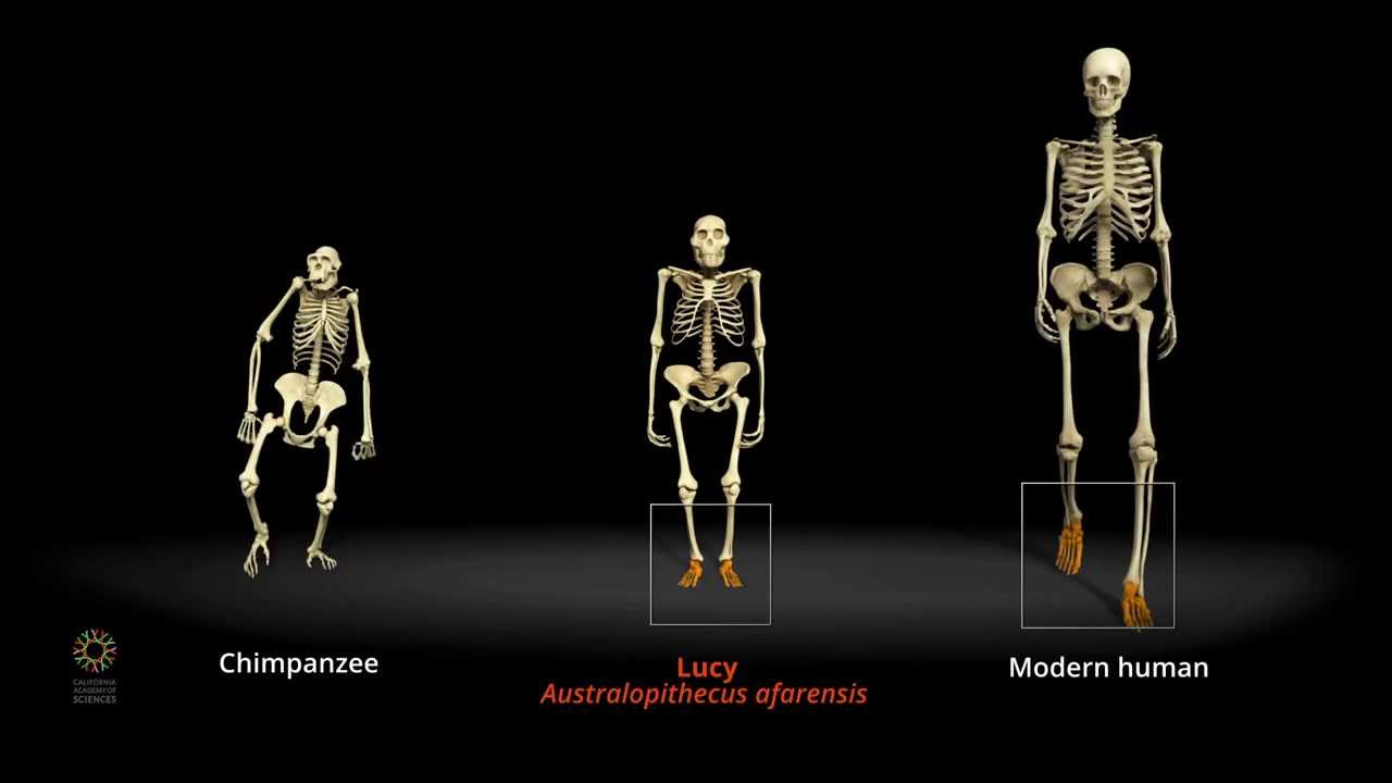 Lucy Australopithecus Afarensis Ardent Anthropologist