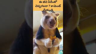 ఈ జీవి పేరేంటో చెప్పగలరా ? #viralvideo #cuteanimals