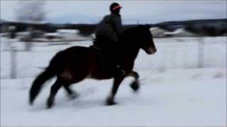 Galopp i puddersnøen