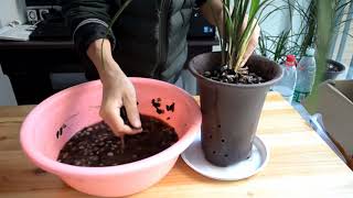 Planting orchid skills，How do Chinese orchids go to the basin?How to pot orchid？