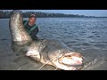 Monster Catfish 250 lbs VS Yuri Grisendi - HD by Catfish World