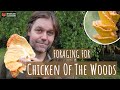 Chicken of the Woods (Wild Food & Foraging)