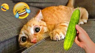 You Laugh You Lose😽🐶Funniest Dogs and Cats 2025😽🐶