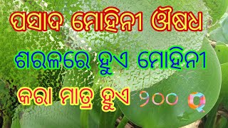 mohini montra odia ମୋହନୀ ଔଷଧ ରୂପେ ପରଦ