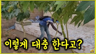 아프리카 세네갈. 치수를 쟀으면 기록을 해야지. 이렇게 대충 한다고? /  포도는 아직도 눈이 안 터지고..