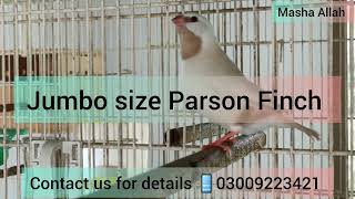 jumbo Size parson finch | variety of finches