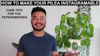 How To Care For Pilea Peperomioides | Houseplant Care Tips