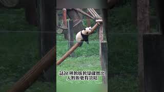 今天的莽小五終於冇有被麻麻揍了#panda  #animals #cute #funny #網紅 #shorts #莽小五 #大熊貓