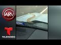 Serpiente sorprende a ocupantes de carro en carretera | Al Rojo Vivo | Telemundo