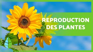 REPRODUCTION DES PLANTES 🌱 (Sexuelle, asexuée, avec des fleurs et sans fleurs)