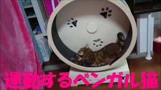 運動をするベンガル猫　Bengal