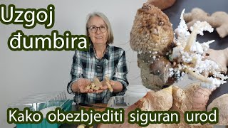 Uzgoj đumbira / Kad početi i obezbjediti siguran urod