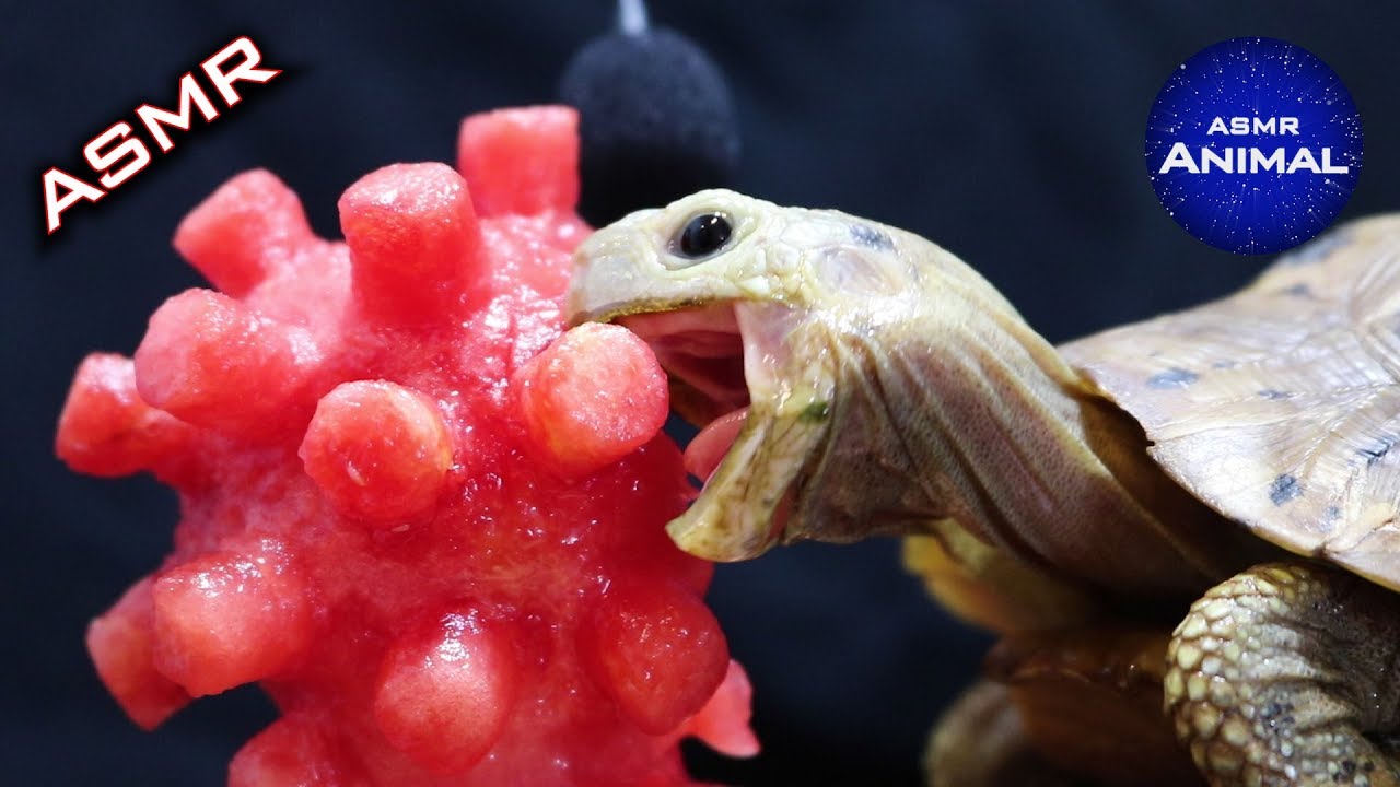 Asmr Mukbang Eating Coronavirus ёяжа Turtle Tortoise 42 Youtube
