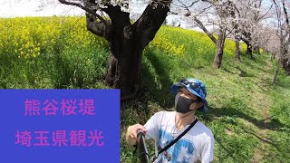 【桜～spring～】本日の熊谷桜堤に行って来たー！【埼玉県観光】桜と菜の花の花空間が美しく【fresh】季節感が最高でした！