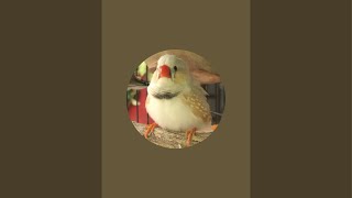 Live streaming for cats, dogs, parrots, or other nature lovers. #zebrafinch #birds #bird